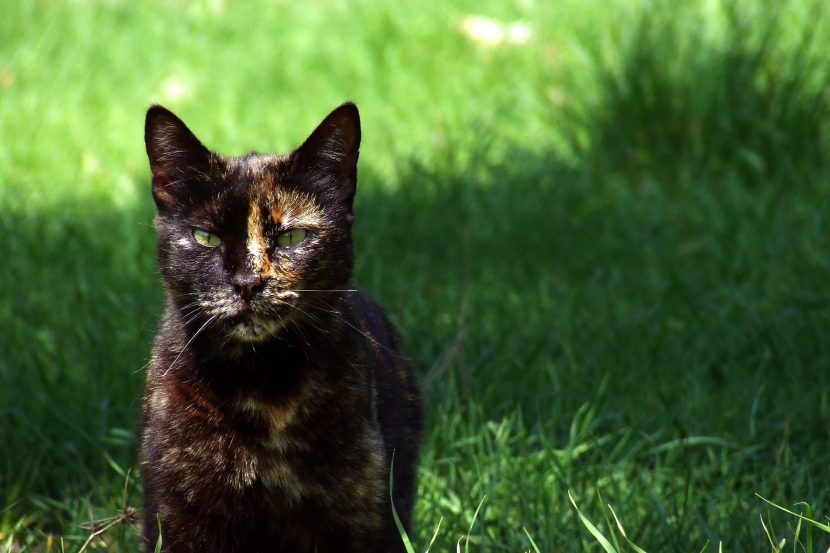 Katten og musen